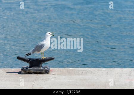 Guette à bec (Larus delawarensis) sur un bollard mouillage, cale de quai Banque D'Images