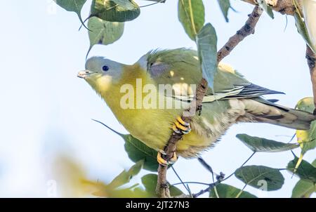 Un pigeon vert à pied jaune reposant sur un arbre Banque D'Images