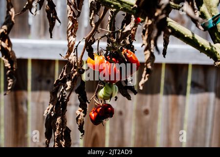 Plante de tomate pourrie avec problème fongique dans le jardin Banque D'Images