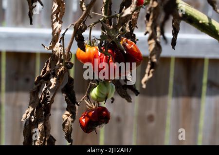 La plante de tomate mourante à l'extérieur dans le jardin avec problème fongique qui cause la moisissure sur la plante Banque D'Images