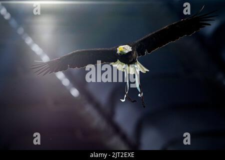 Olimpia, la mascotte aigle de SS Lazio, vole avant la Serie Un match de football entre SS Lazio et Inter. Latium a gagné 3-1 Banque D'Images