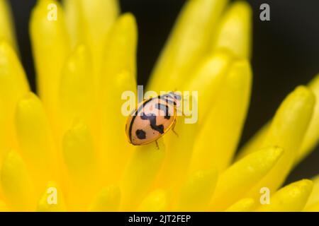 Coccinelle sur le pétale de la fleur jaune. Coccinelle également connue sous le nom de coccinelle d'oiseau est utile dans l'agriculture en raison de son habitude d'alimentation des pucerons et de nombreux o Banque D'Images