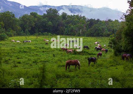 Chevaux paître dans un pré ouvert lors d'une journée pluvieuse de couvert à Cades Cove, dans le parc national des Great Smoky Mountains. Banque D'Images