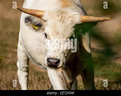 Le rare White Park Cow Banque D'Images