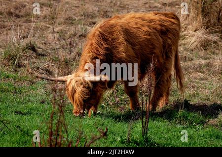 La vache Highland Banque D'Images
