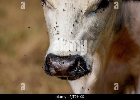 Le rare White Park Cow Banque D'Images