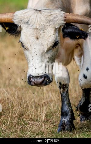 Le rare White Park Cow Banque D'Images