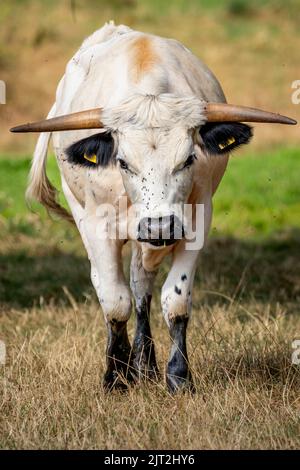 Le rare White Park Cow Banque D'Images