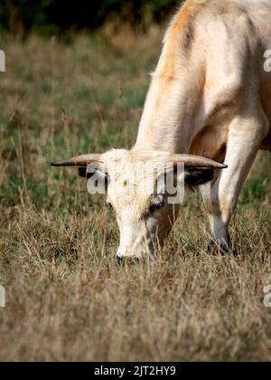 Le rare White Park Cow Banque D'Images