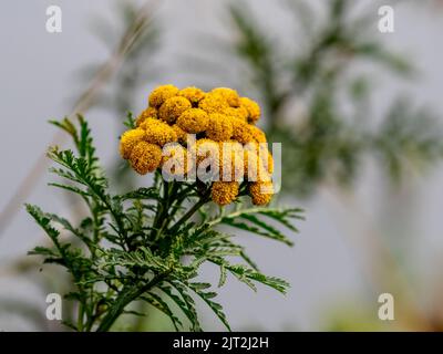 Tansy commun (Tanacetum vulgare) Banque D'Images