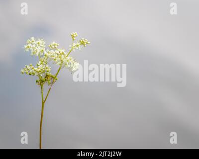 Meadowsweet (Filipendula Ulmaria) Banque D'Images