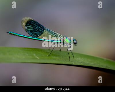 Demoiselle à bandes (Calopteryx splendens) Banque D'Images