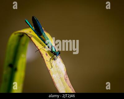 Demoiselle à bandes (Calopteryx splendens) Banque D'Images