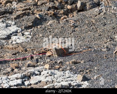 Travaux explosifs en carrière , roches forées remplies d'explosifs et de lignes d'allumage colorées. Trous pour un dépôt explosif dans une mine de basalte Banque D'Images