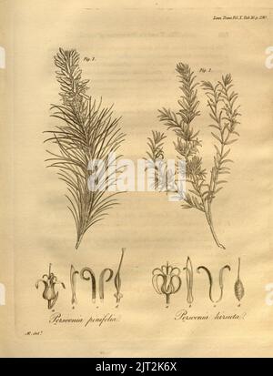 Transactions de la Linnean Society of London, Volume 10 - onglet. 16. Banque D'Images