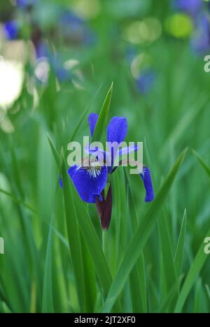 Plan vertical d'un iris sibérien (Iris sibirica) qui pousse dans un pré Banque D'Images