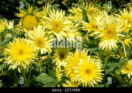 Fleurs herbacées de jardin, Helianthus annuus 'Lemon Cutie' variété naine rare semi-double, fleurs de couleur citron Banque D'Images