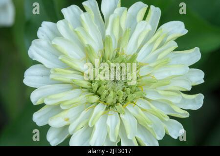 Fleur blanche Zinnia elegans 'Nina' Centre blanc-vert de la fleur Zinnia Banque D'Images