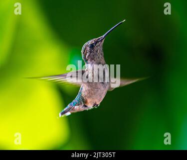 Colibris. Dans un jardin surcultivé de Barrie, en Ontario, les plus petits oiseaux volent vers les fleurs colorées pour se nourrir du nectar de fleurs douces. Banque D'Images