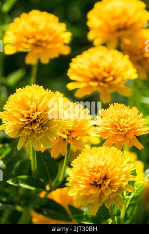 Jaune, Faux tournesol, Heliopsis helianthoides, scabra, Asahi, Floraison, fleurs Banque D'Images