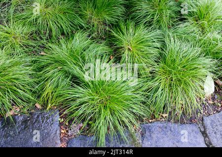 Carex montana, touffes, herbes, tapissé, jardin, Hardy, Sedge, Carex, Grass trottoir Banque D'Images