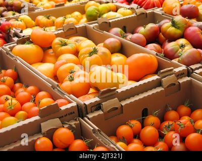 Tomates Heirloom récoltées prêtes à la vente Banque D'Images