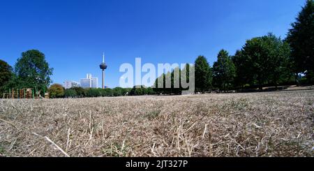 cologne, allemagne, 25 août 2022 : sécheresse dans la ceinture verte de cologne en été Banque D'Images