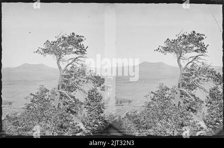 L'étude sur l'arbre, près de la terre table Palmer Lake. Comté d'El Paso, au Colorado. Banque D'Images