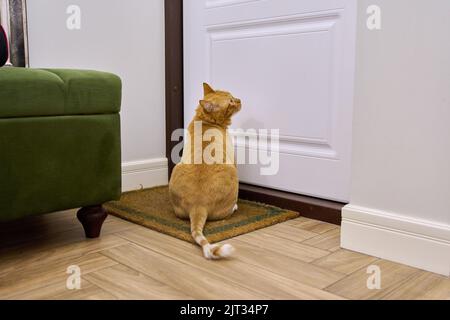 Grand chat rouge assis près de la porte d'entrée attendant Banque D'Images