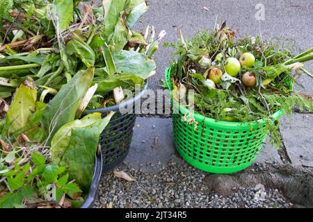 Nettoyage des mauvaises herbes de jardin et des vieilles plantes dans un panier de jardin entretien des mauvaises herbes fleurs fanées tiges feuilles Banque D'Images