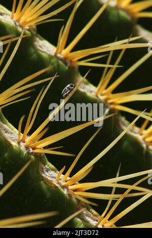 Gros plan du charançon sur une colonne vertébrale de cactus Banque D'Images