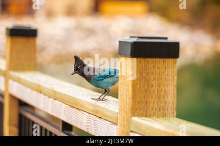 Un magnifique oiseau de Speller's Jay perché sur une clôture en bois avec un arrière-plan flou Banque D'Images