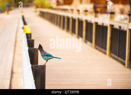 Un magnifique oiseau de Speller's Jay perché sur une clôture en métal avec un arrière-plan flou Banque D'Images