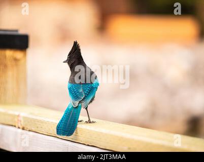 Un magnifique oiseau de Speller's Jay perché sur une clôture en bois avec un arrière-plan flou Banque D'Images