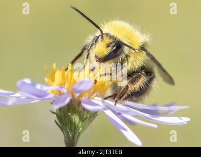 Abeille Bumble à tête jaune (flavifrons de Bombus) mâle fourrager sur Asterflower, Mt. Hood, Oregon. Banque D'Images