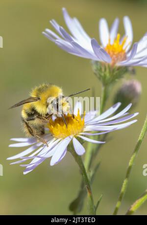 Abeille Bumble à tête jaune (flavifrons de Bombus) mâle fourrager sur Asterflower, Mt. Hood, Oregon. Banque D'Images