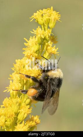 Abeille Bumble de l'Ouest (Bombus occidentalis) sur la fleur de Goldenrod, Mt. Hood, Oregon. Espèces menacées aux États-Unis Banque D'Images