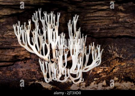 Champignon de corail à tête de couronne ou champignon de corail de couronne (Artomyces pyxidatus) - Forêt récréative de l'État de DuPont - Cèdre Mountain, près de Brevard, Caroline du Nord Banque D'Images