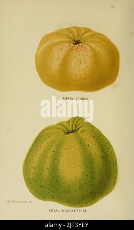 Tuinbouw-Flora van Nederland en zijne overzeesche bezittingen (PL. 5) (7138911713). Banque D'Images