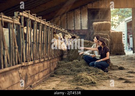 Le contrôle de la qualité est tout. Deux agricultrices s'occupent de leur bétail dans la grange. Banque D'Images