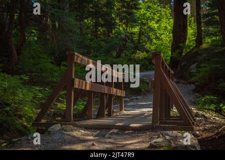 Sentier écologique en bois dans la forêt. Sentier écologique. Chemin en bois dans le parc national du Canada. Photo de voyage, mise au point sélective, personne Banque D'Images