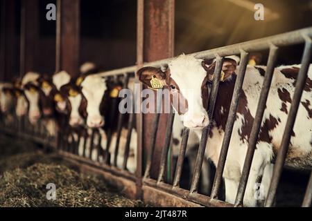 Un groupe de vaches debout à l'intérieur d'un enclos dans une grange. Banque D'Images