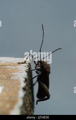 le coléoptère est noir et donne une ench terrible, causant la peur au contact et les prédateurs de fuir. Banque D'Images