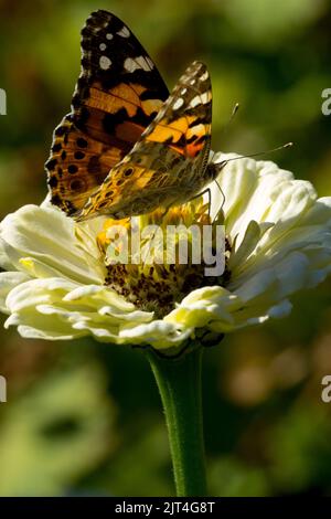Insecte sur la fleur papillon peint Dame papillon Vanessa cardui, insecte sur la fleur Zinnia Fleur Vanessa peint Dame papillon sur, Zinnia elegans Banque D'Images