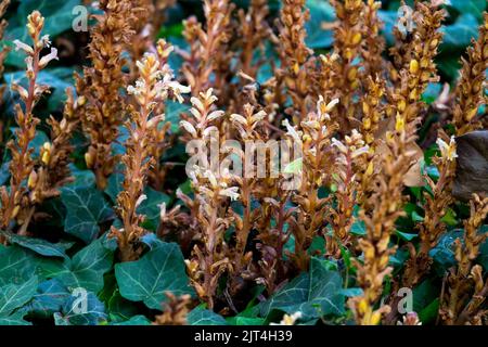 Orobanche hederae parasite plantes Ivy Hedera Helix Banque D'Images