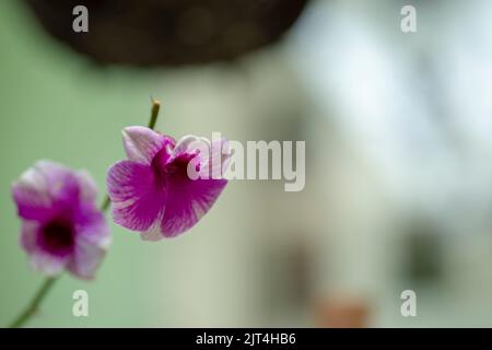 Les orchidées pourpres sont des orchidées typiques des tropiques, qui peuvent être trouvées n'importe où dans les terres ou les jardins des agriculteurs. Banque D'Images