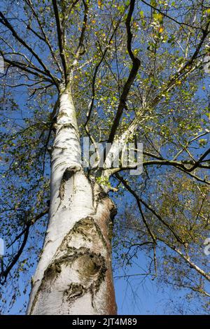 Betula Birch Tree Bark Japanese White Birch Betula pendula 'Mandshurica' Birch Trunk, contre le ciel bleu Banque D'Images