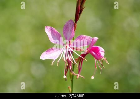 Fleur rose, petite fleur simple, Gaura lindheimeri, Oenothera Fleur rose fond flou Banque D'Images