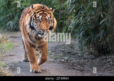 Tigre de Sumatra Banque D'Images