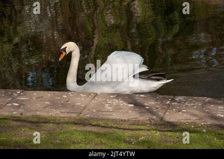 Swan on Lake, St Stephen's Green, Dublin, Irlande. St Stephen's Green est un parc public dans le centre de Dublin, avec de grands espaces pour la marche et profiter de la Banque D'Images